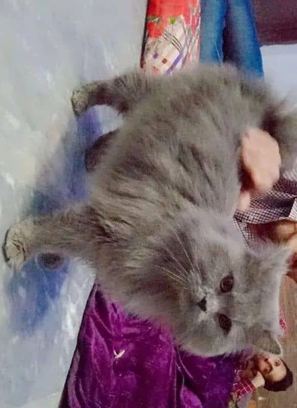 persian cat male and female for sale 0??3-6+0(4/07&0#5$4@4 1