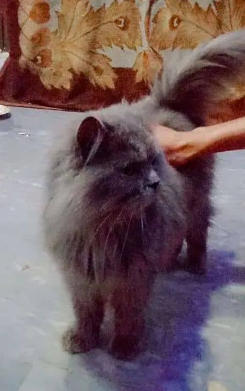 persian cat male and female for sale 0??3-6+0(4/07&0#5$4@4 2