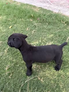 cane corso puppy