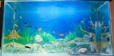 Fish Aquarium > Read add