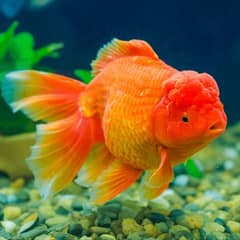 fancy rancho and oranda gold fishes and Aquarium plants Available