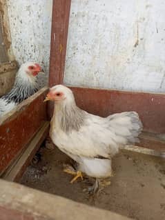 Brahma