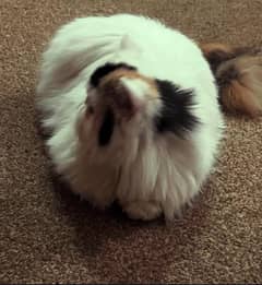 Calico Persian Female CFA bloodline