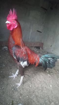 1 Aseel murgha 1 Aseel murghi for sale