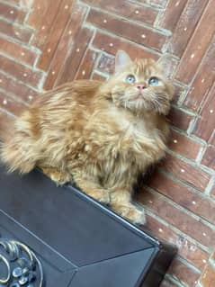 Persian
