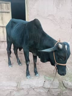 qurbani