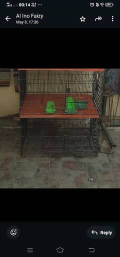 birds
