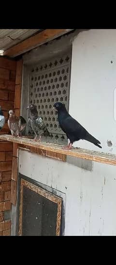 parwazi
