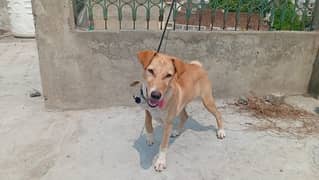 FamilyDog for sale - 6 Months