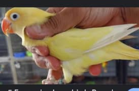 love birds breeder pairs
