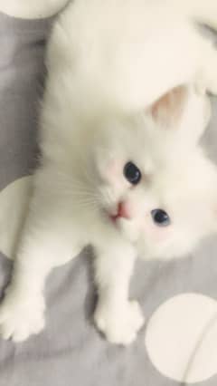 Persian male kittens