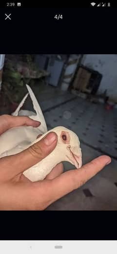 fancy bird