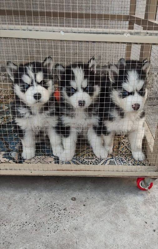 Siberian husky male / female puppies available for sale 7
