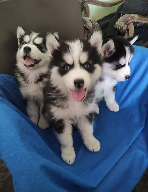 Siberian husky male / female puppies available for sale 8