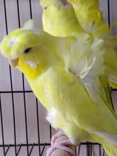 Double Flower Black Eye Lotino Hogoromo pair for sell