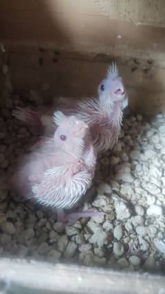 Ino Eno Cockatiels chicks