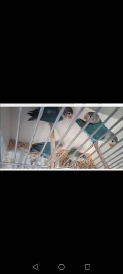 love birds for sale