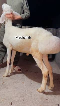 Gulabi Chaki dumbe qurbani 2026