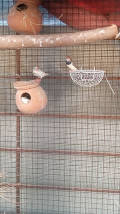 finches motation for sale