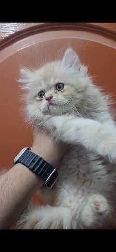 Pure Punch Face Persian Kitten