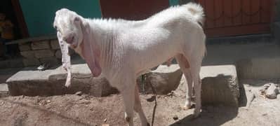 Gulabi