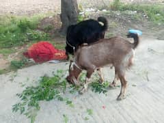2 Bakre for sale