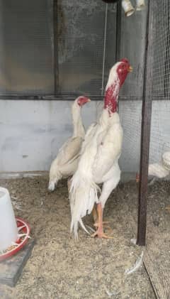 King white shamo chicks