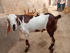 bakra