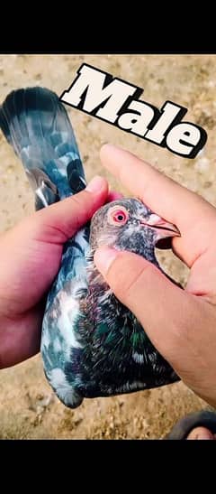 DUBWALA
