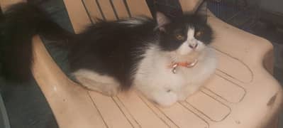 Persian