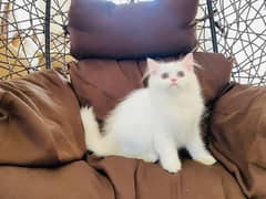 (0327-3471851) Top Quality Persian kitten or cat baby