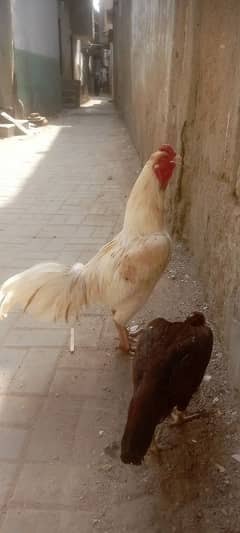 heera aseel