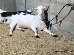 best for qurbani 2 bakrey 2 dumbey
