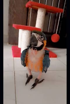 Blu mcaw Perot chicks for sale (0341_935_8085)