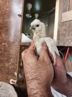 Silkie