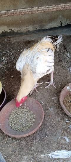 aseel pair for sell