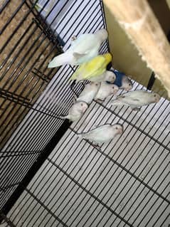 Albino