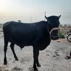 Qurbani 2025 Waira for sale