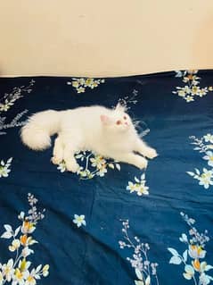 (0327-3471851) Top Quality Persian kitten or cat baby