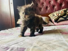 triple coated Persian kittens for sale