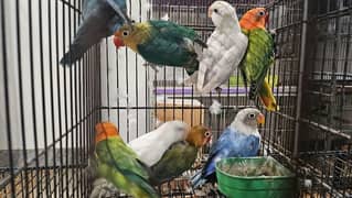 lovebirds
