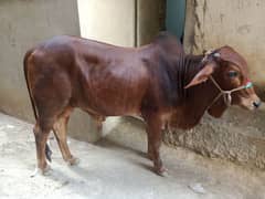 cow