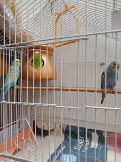 Bugri breeder pair availble