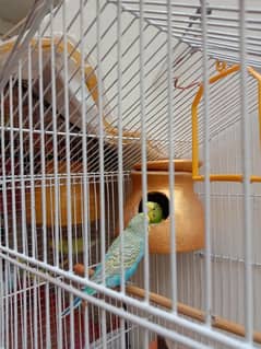 Bugri breeder pair availble