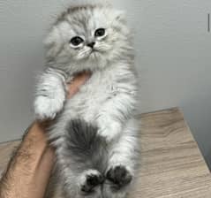 Scottish fold kitten