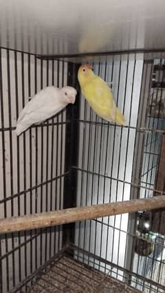 Albino Red Eye and Decino breeder Pair with 2 Chicks