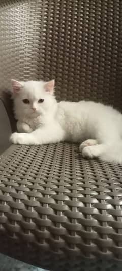 Persian cat