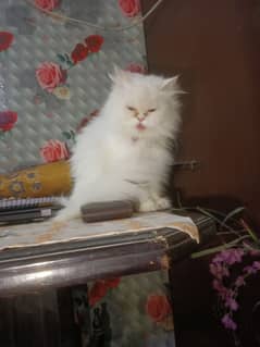 Persian female cat near to piki breeder female for sale