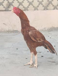 aseel patha aur Madi for sell