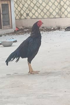 aseel patha aur Madi for sell